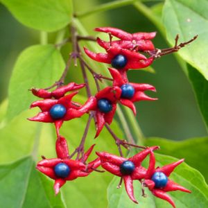 Clerodendrum trichotomum var. fargesii (AGM) 12L